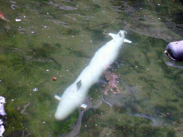 報告艦長已經下潛到30公分深-現在以水平航行中