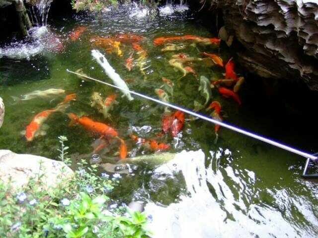 池內的魚都閃一邊