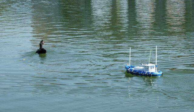 一直跟隨漁船航行的鴨子 2