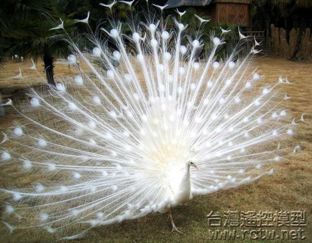 peacock-4.jpg