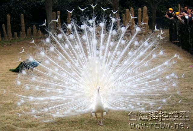 peacock-3.jpg