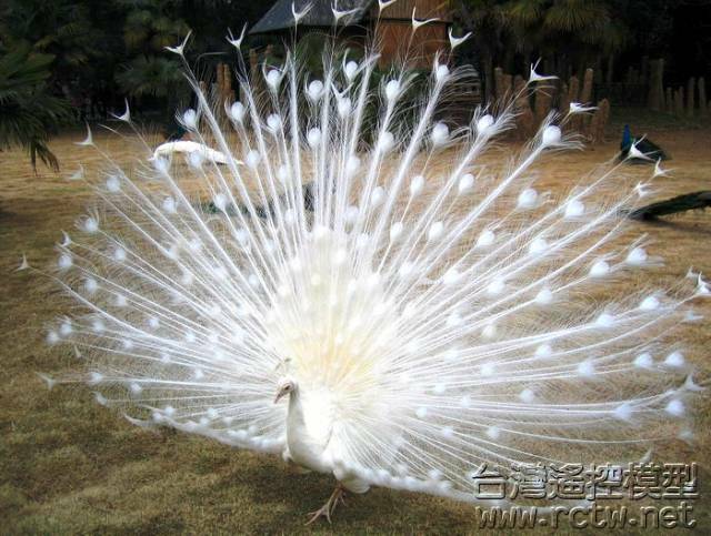 peacock-6.jpg