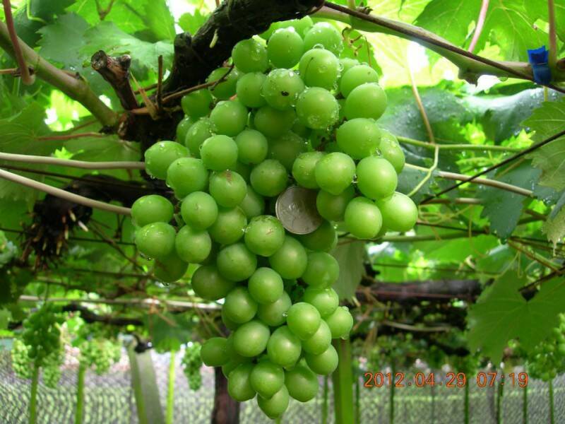 林万益 今没告你 我跟你姓林 泄密罪 - ★讨论区