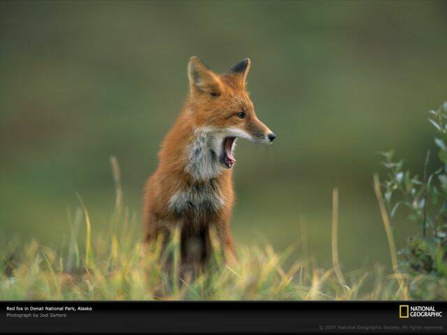 fox-denali-alaska-644060-lw.jpg
