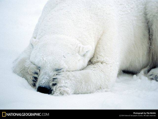 dozing-polar-bear-492327-lw.jpg