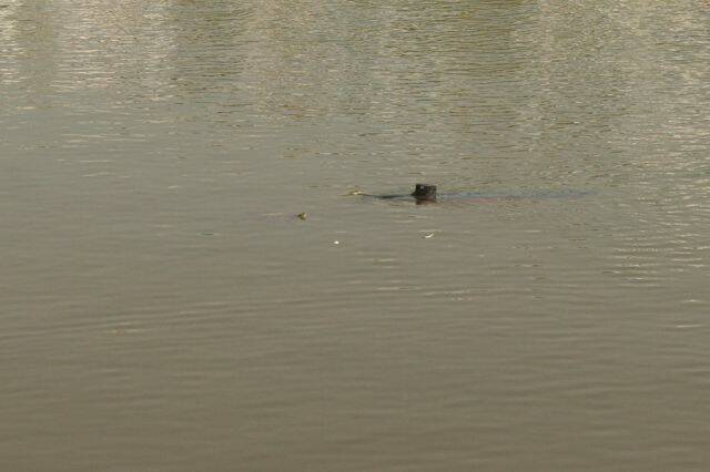 乌龟对潜艇很有兴趣,迎面游来